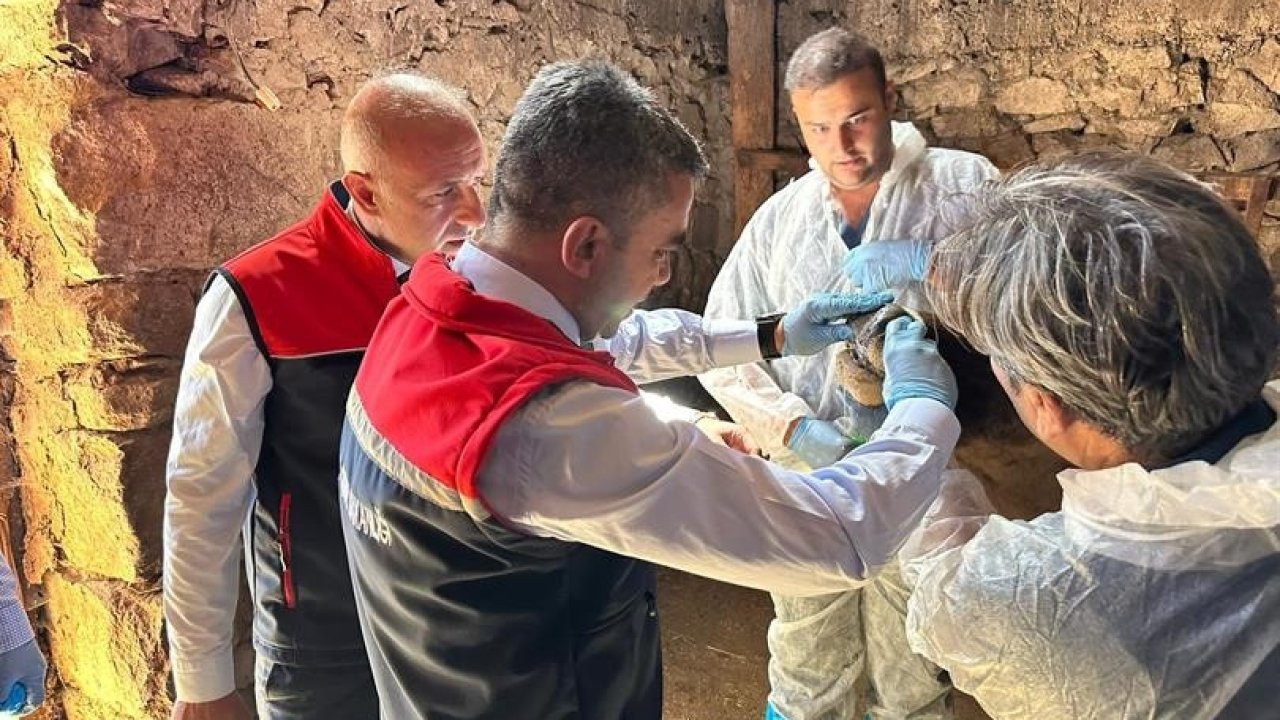 Erzurum&#039;da Şap Hastalığına Karşı Aşılama Çalışmaları Hız Kesmeden Devam Ediyor