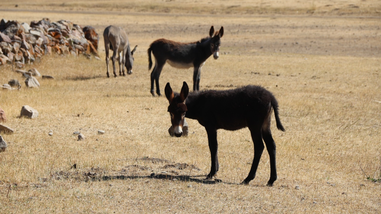 Iğdır’da Çobanların Yükünü Eşekler Taşıyor