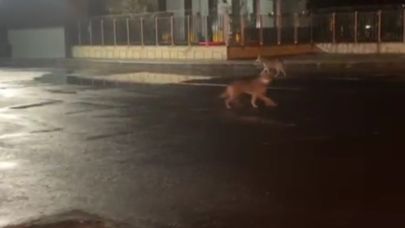 Kars’ta Şehir Merkezinde Kurt Sürprizi: Boyunlarına Bağlı İpler Dikkat Çekti