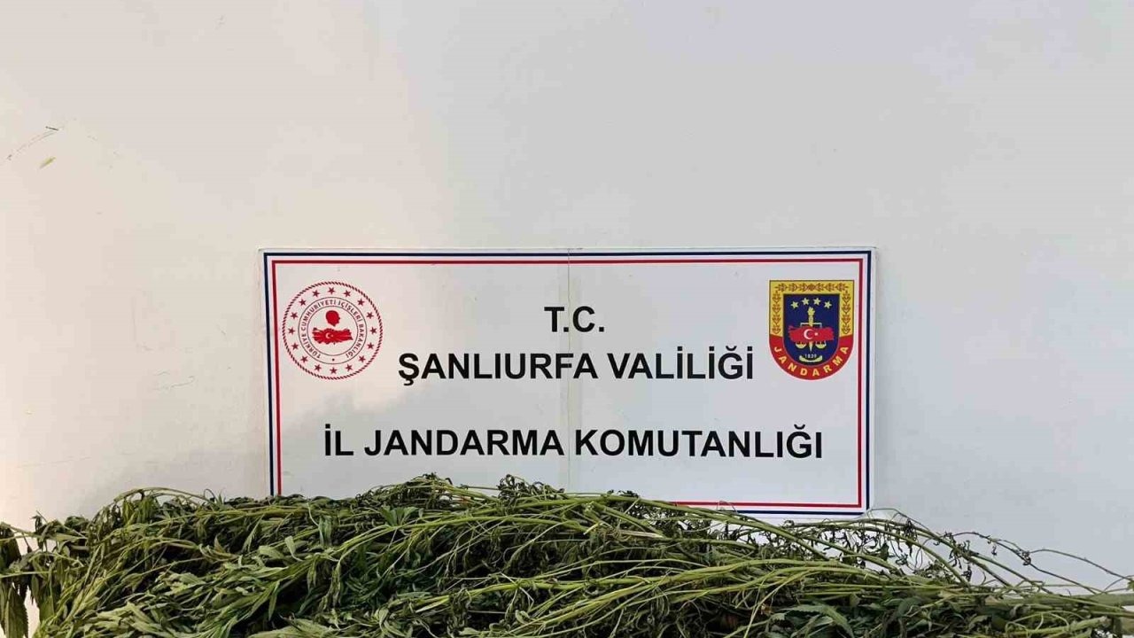 Şanlıurfa’da Jandarma Operasyonunda 42 Şüpheli Gözaltında