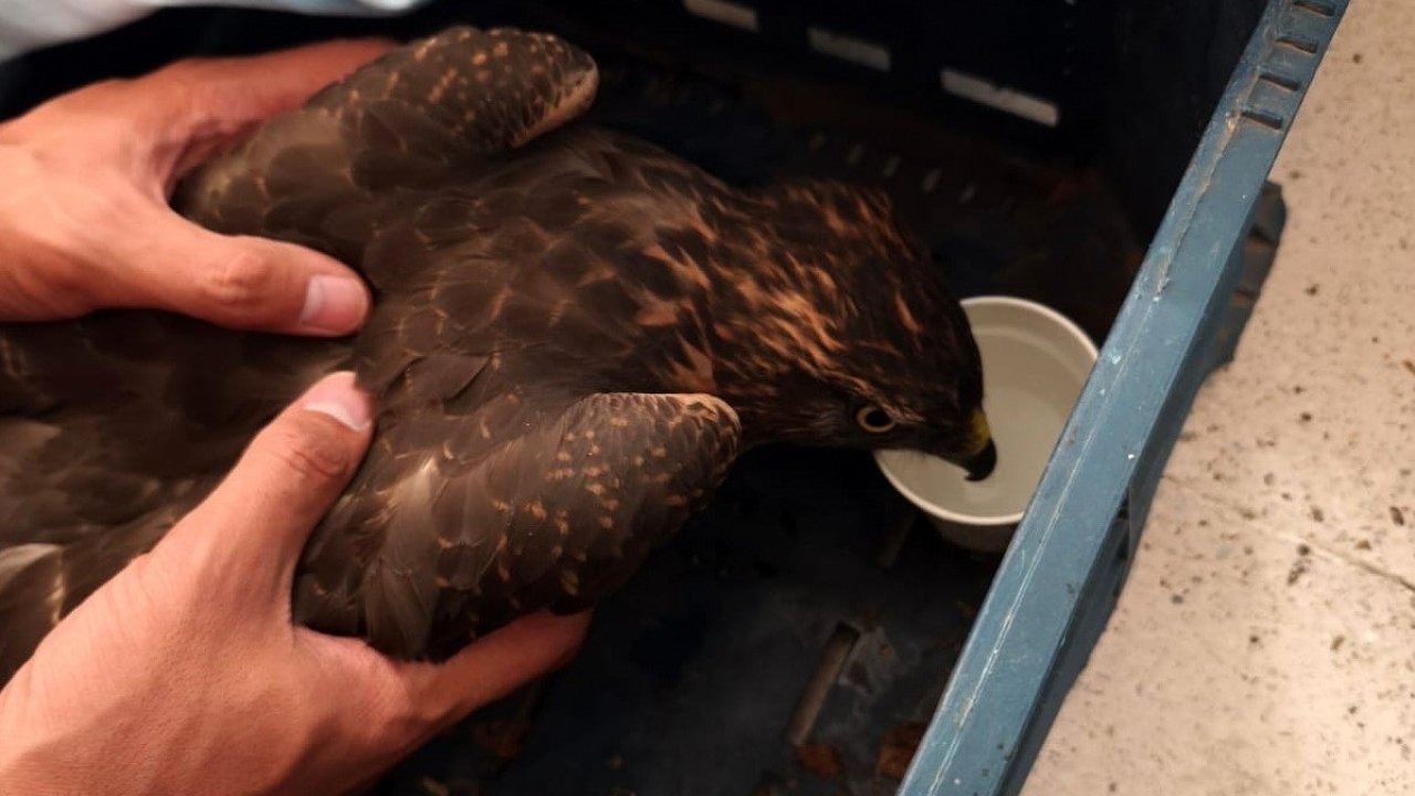 Yaralı Şahin Jandarma Ekiplerince Koruma Altına Alındı