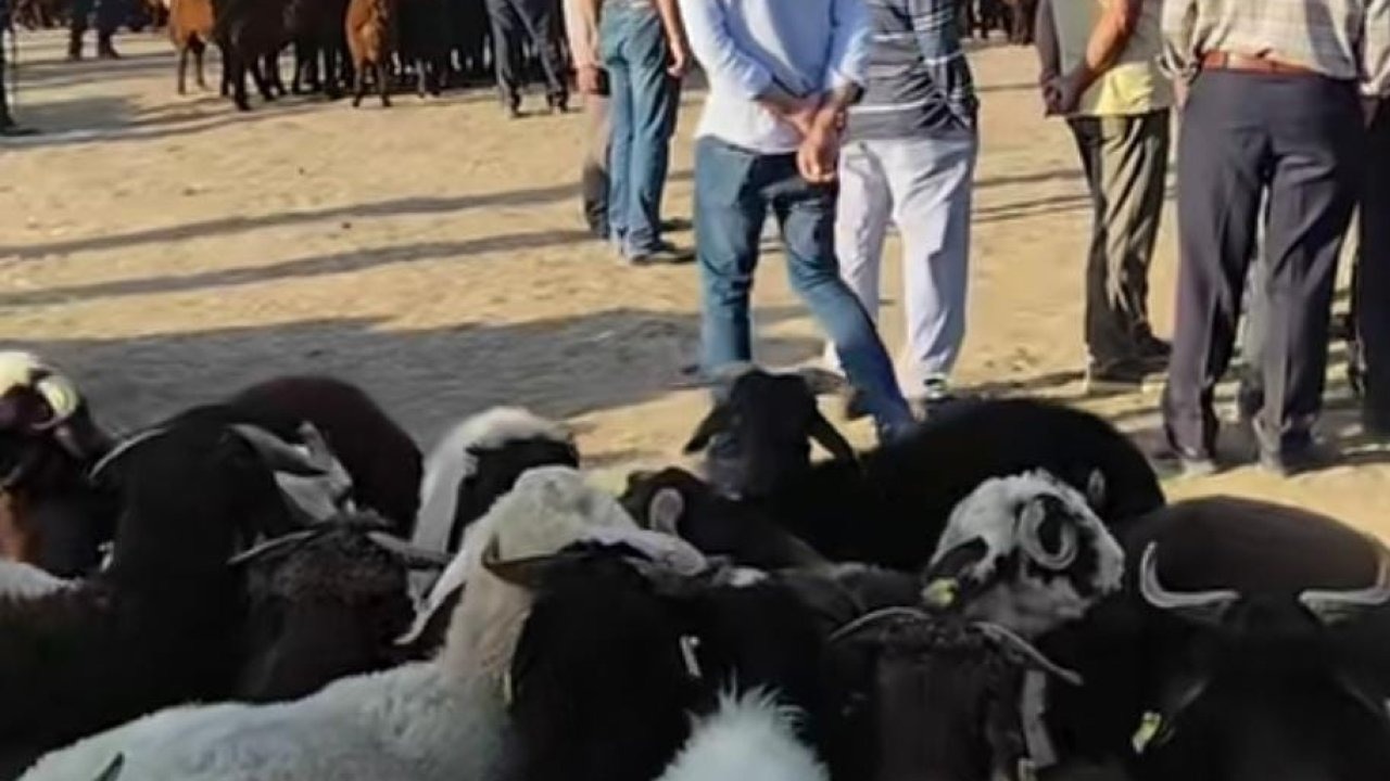 Şap Hastalığı Nedeniyle Kapalı Olan Patnos Hayvan Pazarı Yeniden Açıldı