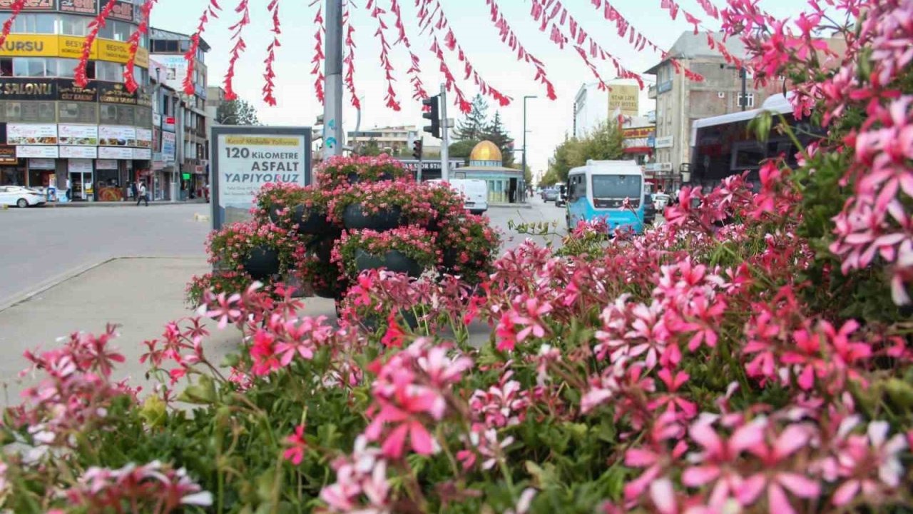 Van&#039;ın Caddeleri Sardunya Çiçekleriyle Renklendi