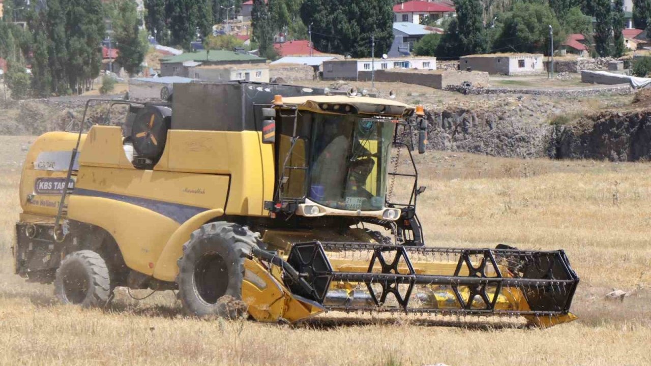 Diyadin’de Buğday Hasadı Başladı: Çiftçinin Yıl Boyu Emeği Toplanıyor
