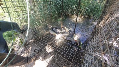 Karasudan Çıkarılan Balıklar Ekmek Kapısı Oldu