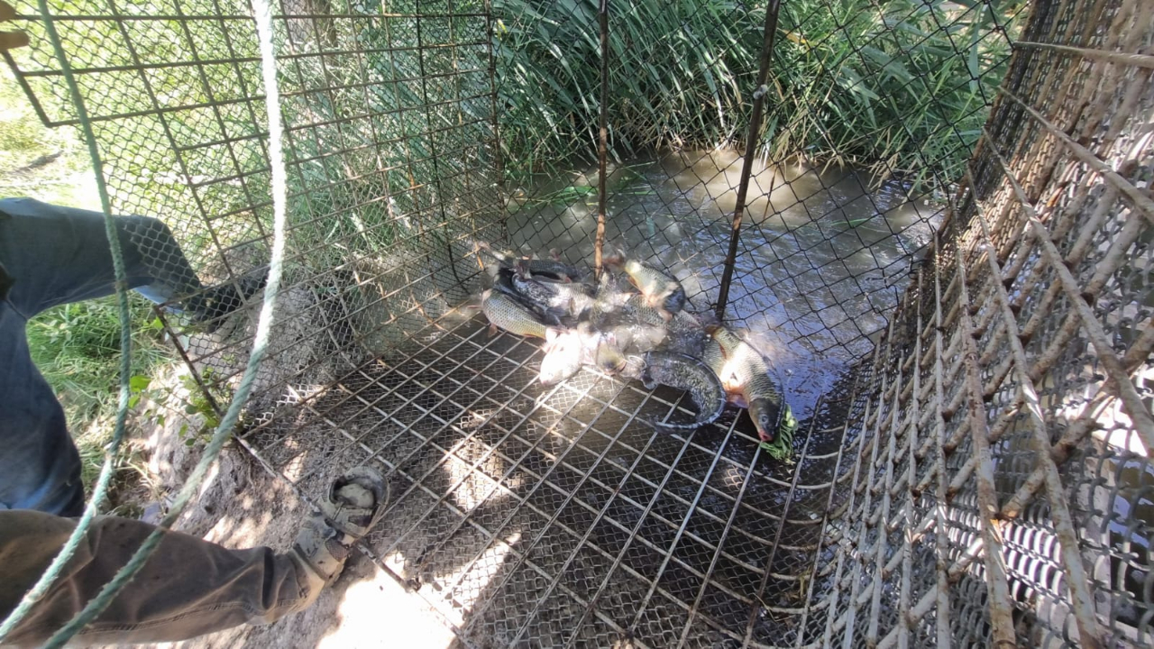 Karasudan Çıkarılan Balıklar Ekmek Kapısı Oldu