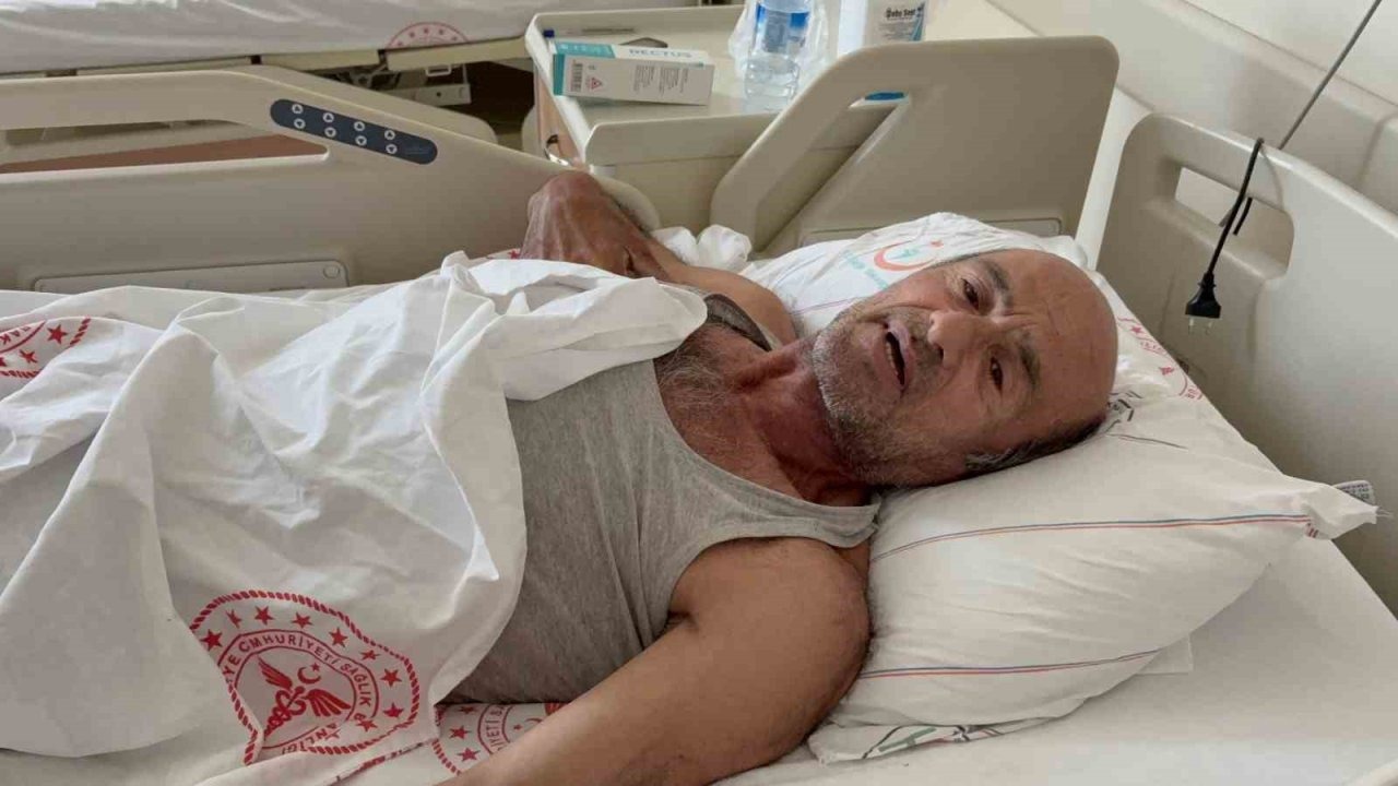 Sakarya&#039;da Ayı Saldırısından Ağaca Tırmanarak Kurtuldu