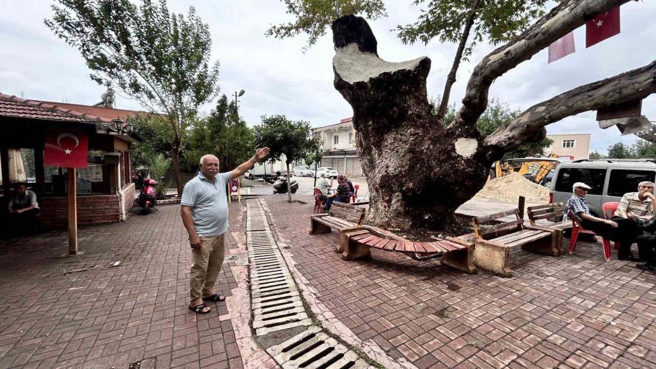 500 yıllık çınar ağacı yıllara meydan okuyor