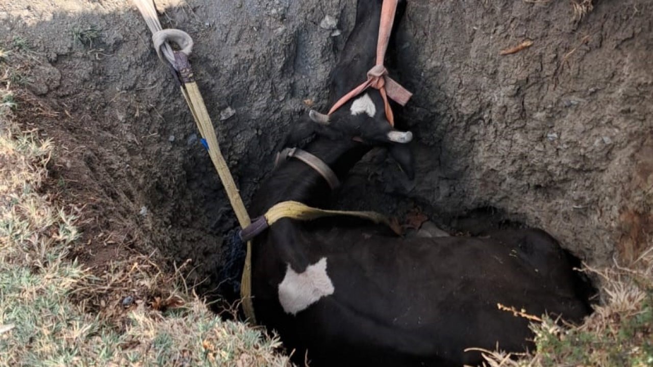 Kuyuya Düşen İnek, 2 Saatlik Çalışmayla Kurtarıldı