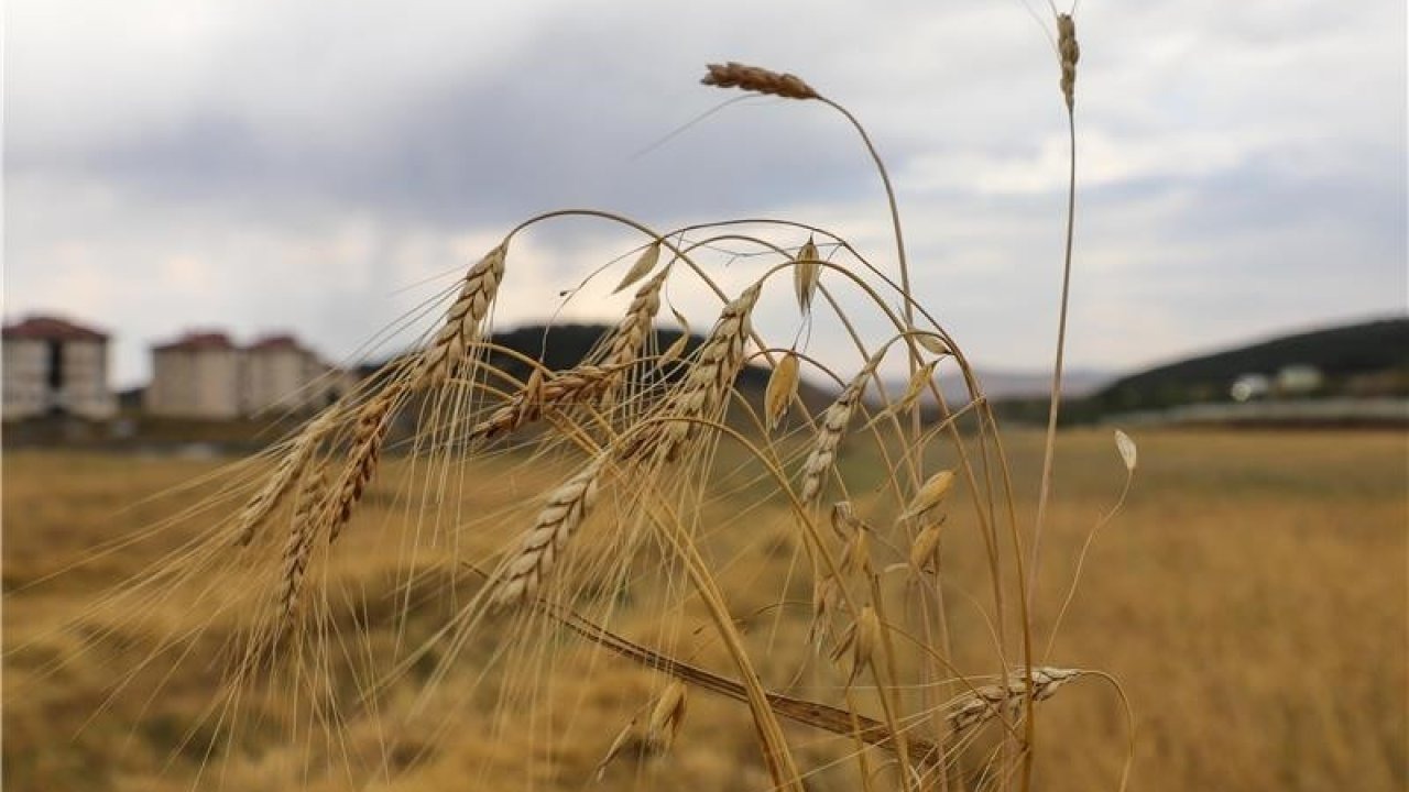 Ardahan Üniversitesi, Unutulmaya Yüz Tutan Kavılca Buğdayını Geleceğe Taşıyor