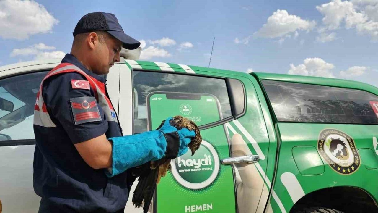 Muş&#039;ta Yaralı Bulunan Kartal Koruma Altına Alındı