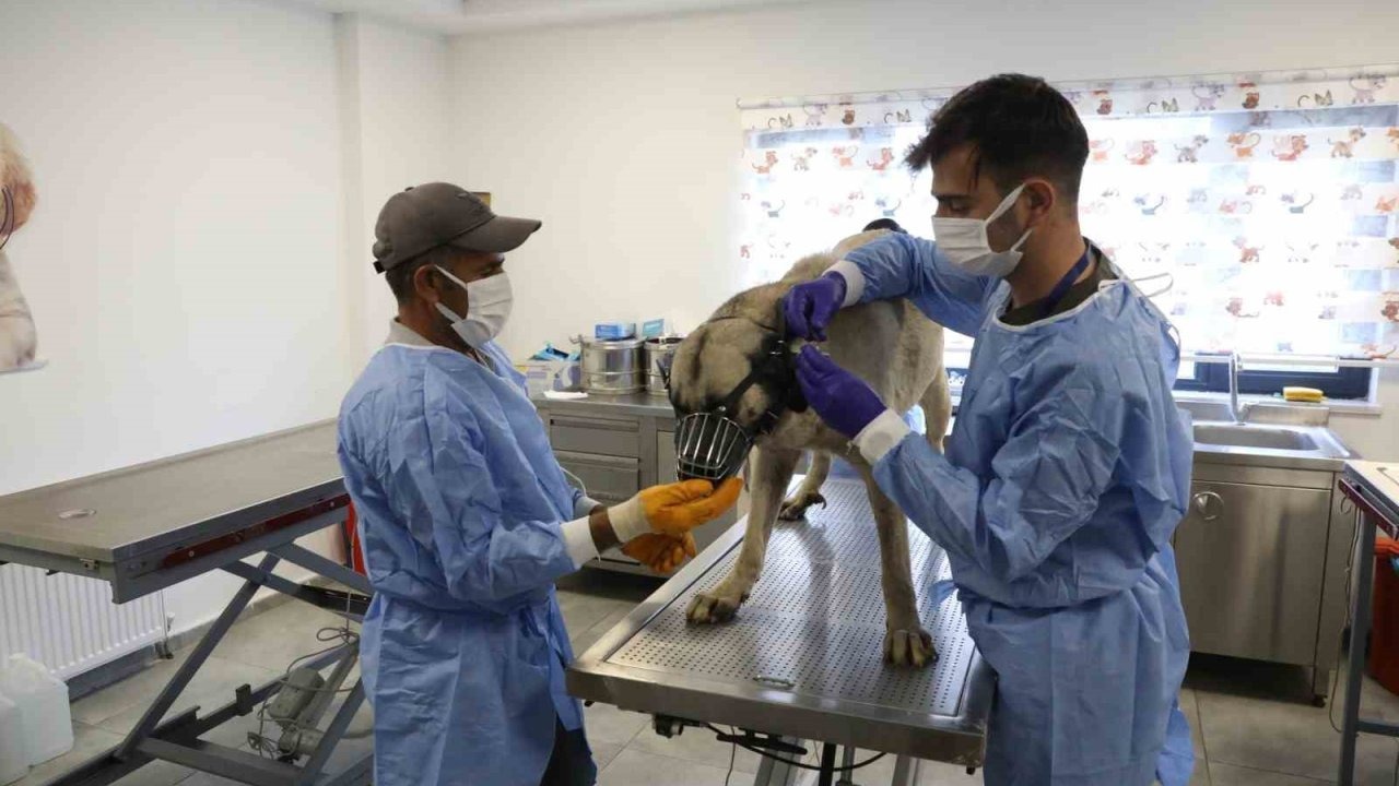 Diyarbakır&#039;da Sokak Hayvanları İçin Kapsamlı Uyuz Tedavisi