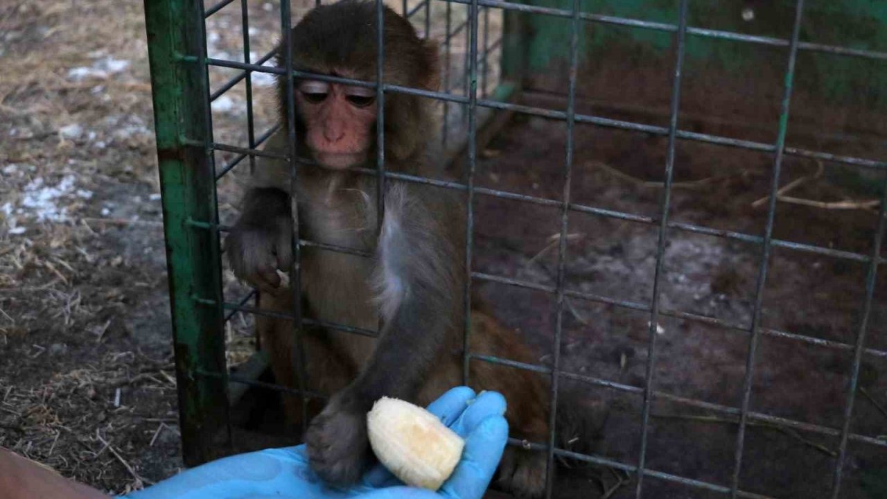 Maymuna Şiddet Görüntüleri Tepki Çekti, Hayvan Koruma Altına Alındı