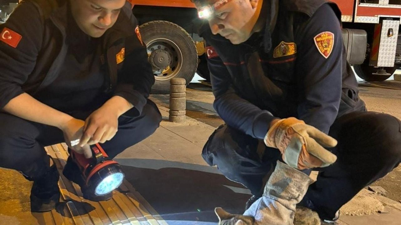 Kilis&#039;te 3 Gündür Ağaçta Mahsur Kalan Kedi, 5 Saatlik Çalışmayla Kurtarıldı