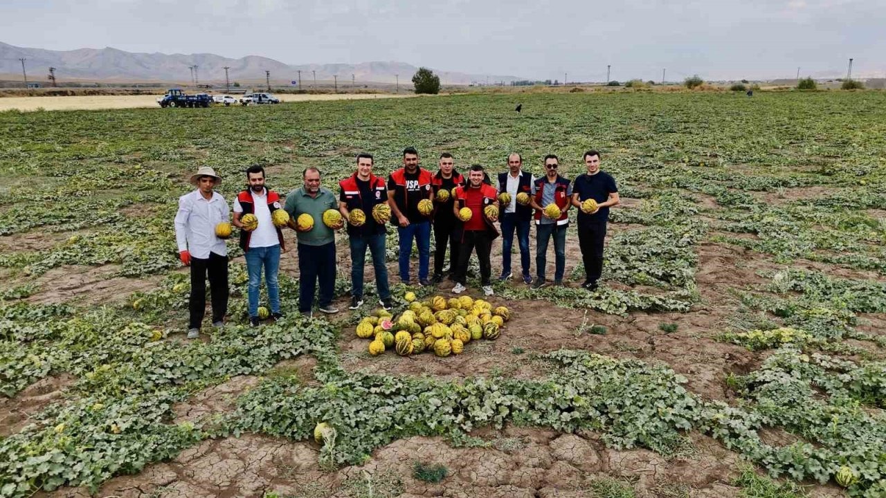 Ağrı&#039;da Kavun Hasadı Başladı: Çiftçiler Kuraklık Nedeniyle Verim Kaybı Yaşıyor