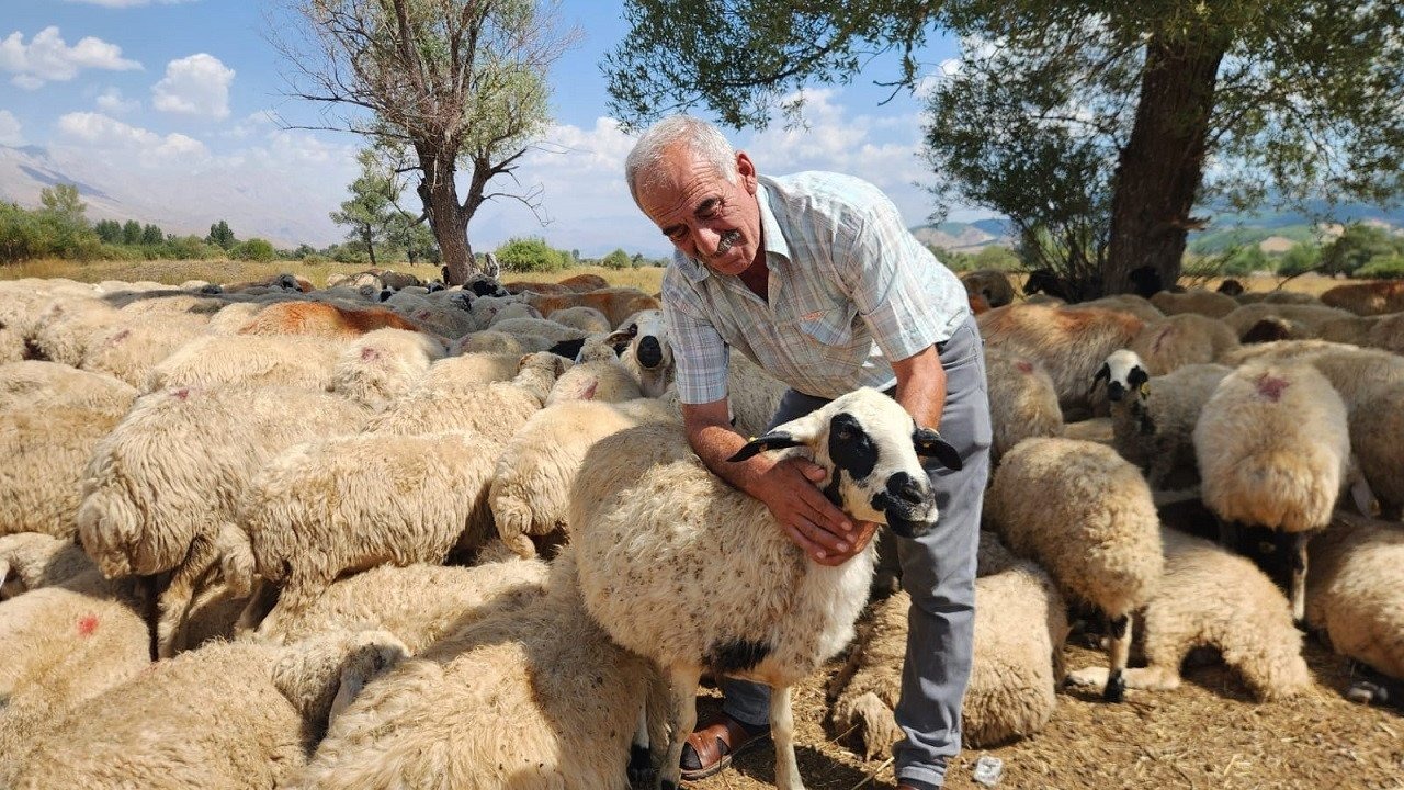 Tunceli&#039;de Fahiş Çoban Ücretleri Üreticiyi Zor Duruma Bıraktı
