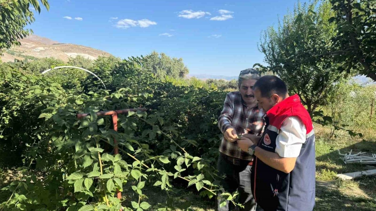 Erzincan&#039;da Alternatif Ürünlere İlgi Artıyor: Tarım Müdürü Böğürtlen Tarlasını Ziyaret Etti
