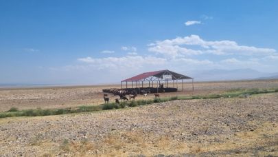 Iğdır’da Meralara Hayvanlar İçin Gölgelikler ve Suluklar Yapıldı