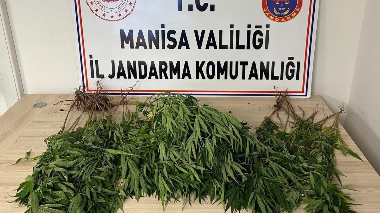 Salihli&#039;de Yasa Dışı Kenevir Ekimi Operasyonu: 1 Kişi Tutuklandı