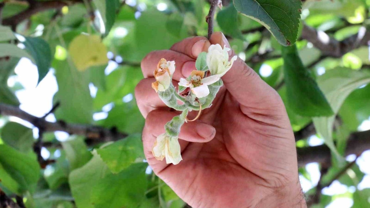 Gümüşhane&#039;de Şaşırtan Görüntü: Sonbaharda Elma Ağacı Çiçek Açtı