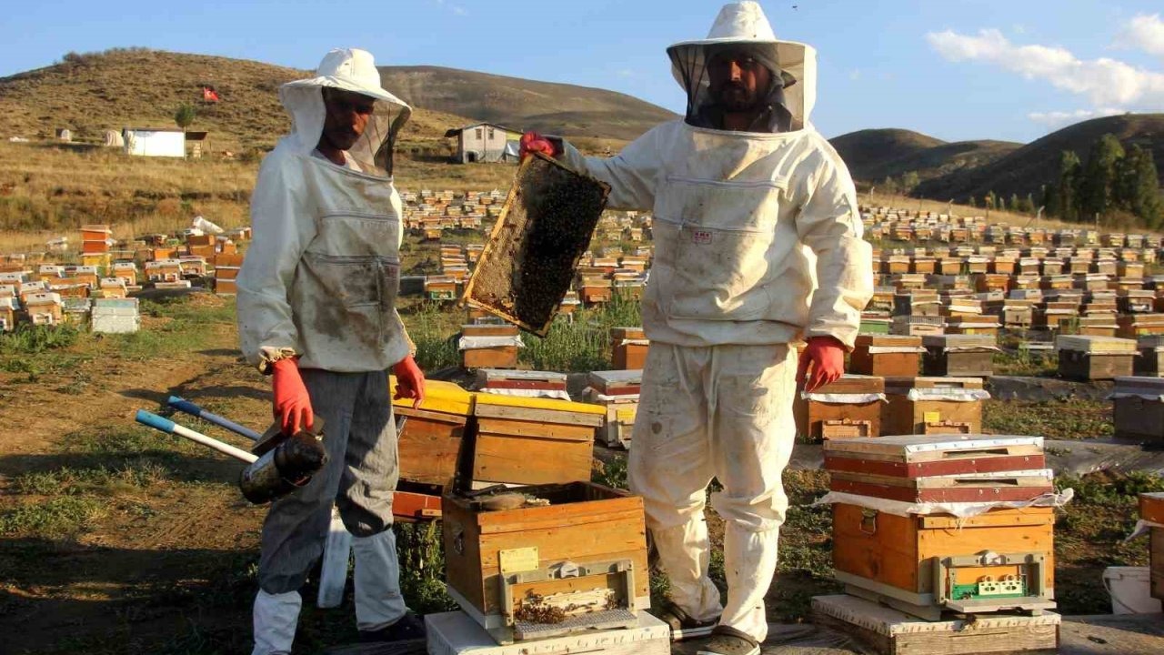 Arıcıların bal hasadı sürüyor