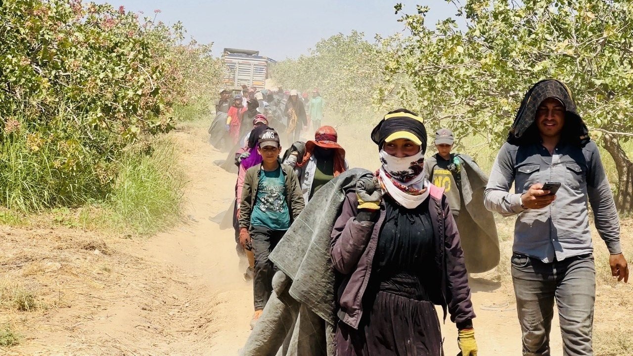 Fıstık Üreticilerinden Baklavacılara Çağrı: &quot;Fiyatları Yükseltmeyin&quot;