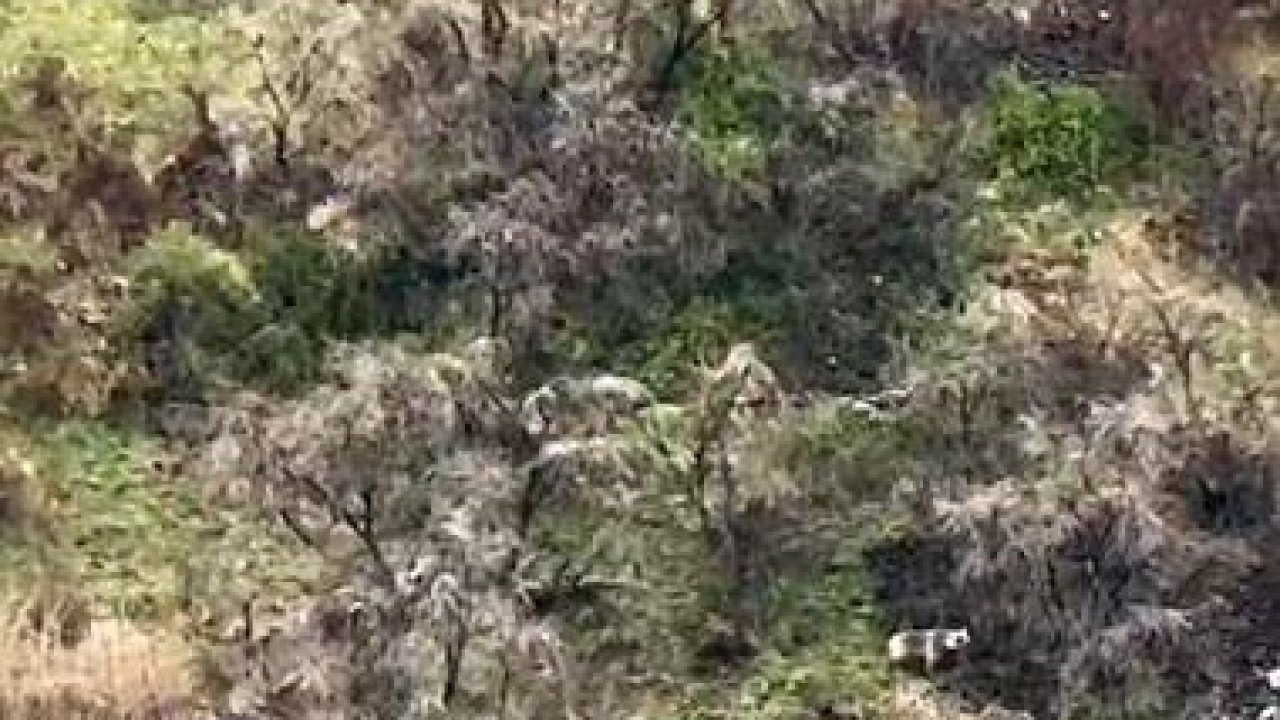 Ardahan’da Anne Ayı ve İkiz Yavruları Görüntülendi