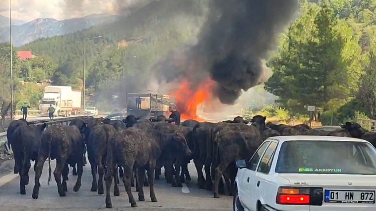 Pozantı Otoyolunda Büyükbaş Hayvan Yüklü Tır Yandı, Hayvanlar Kurtarıldı