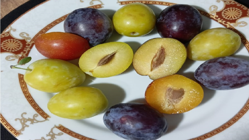 Iğdır’ın Yerli Meyveleri Marka Olmalı