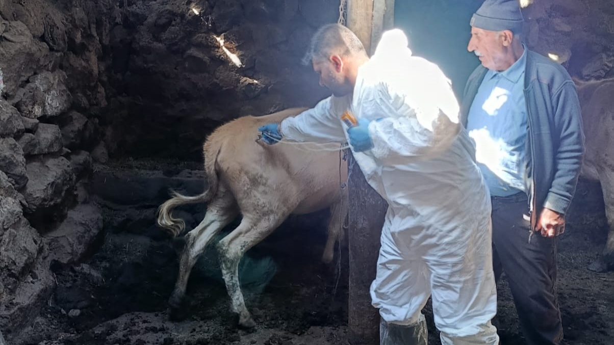 Tuzluca’da Şap Hastalığına Karşı Aşılama Sürüyor