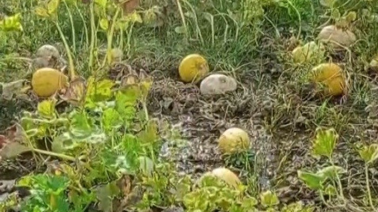 Erzincan&#039;da Çiftçinin Bir Yıllık Emeği Sular Altında Kaldı