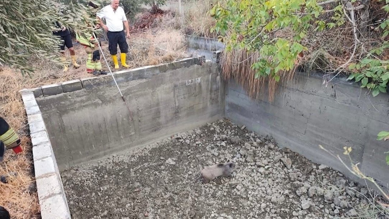 Hatay&#039;da Sulama Havuzuna Düşen Domuz Kurtarıldı