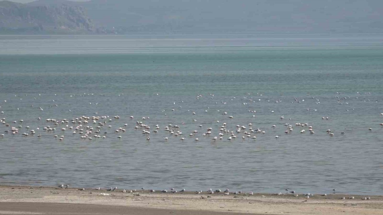 Van Gölü Kıyıları Kuş Cennetine Dönüştü