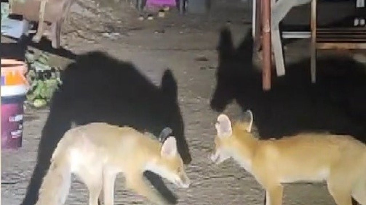 Erzincan’da Tilkilerin Akşam Ziyareti