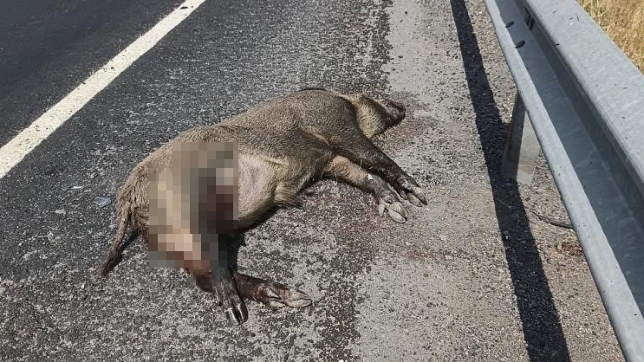 Kars’ta Domuz Kazası: 1 Kişi Yaralandı