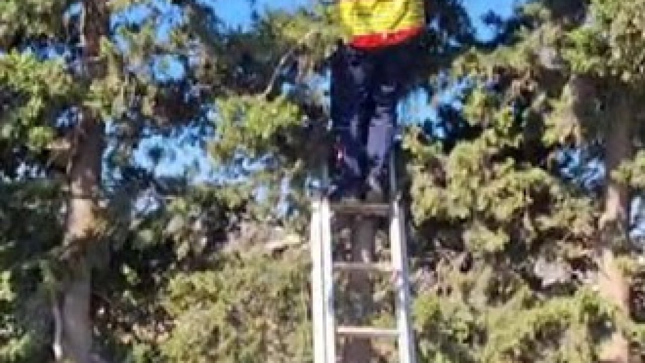 Hatay’da İtfaiye Ekipleri Ağaçta Mahsur Kalan Kediyi Kurtardı