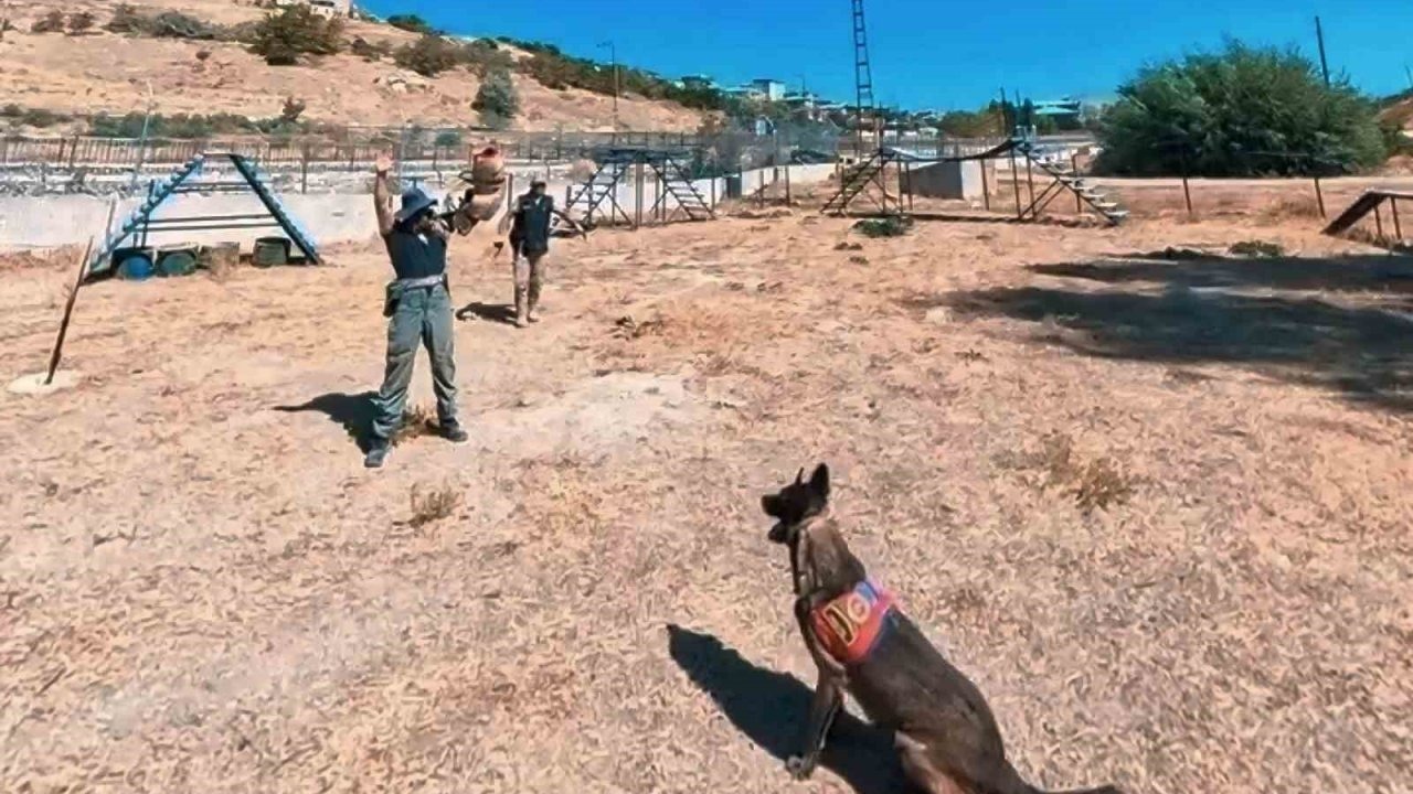 Van Jandarmasının Hassas Burunlu Kahramanları Göreve Hazır