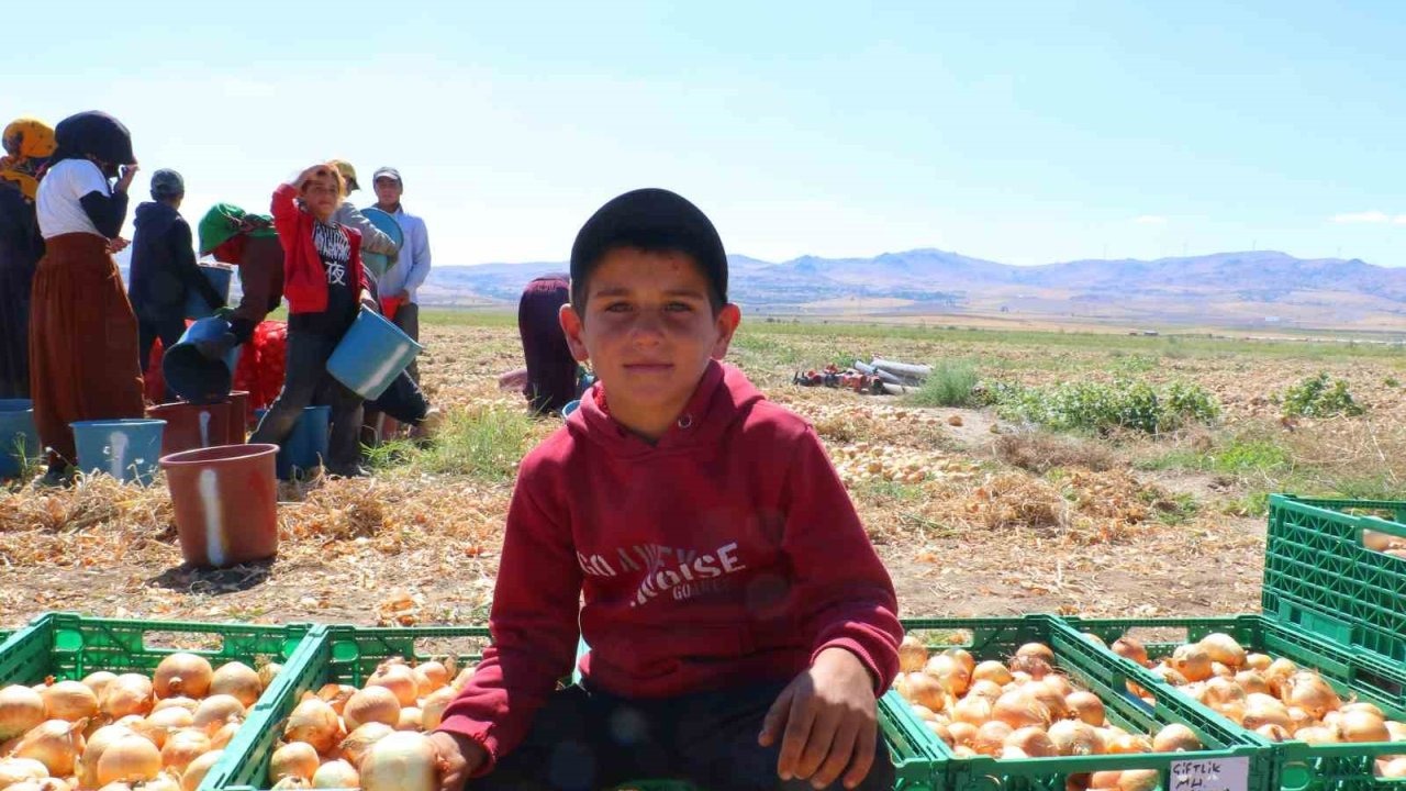 Soğan Hasadı Başladı: Çiftçiler Artan Maliyetlerden Yakınıyor