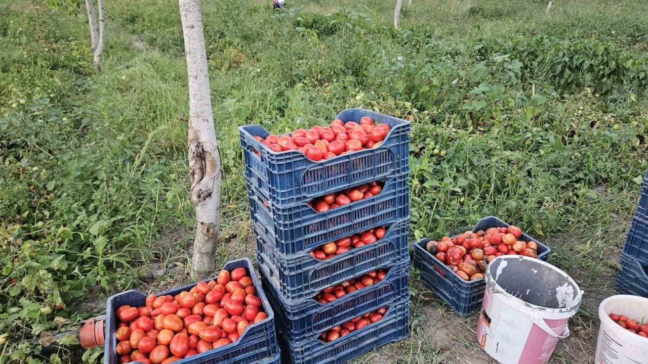 Sındırgı’da “Mis Kokulu” Domates Hasadı Başladı