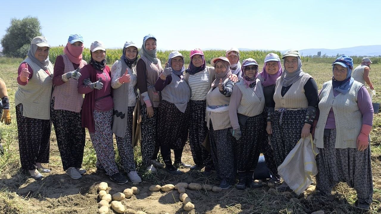 Kışlık Patates Hasadı Başladı