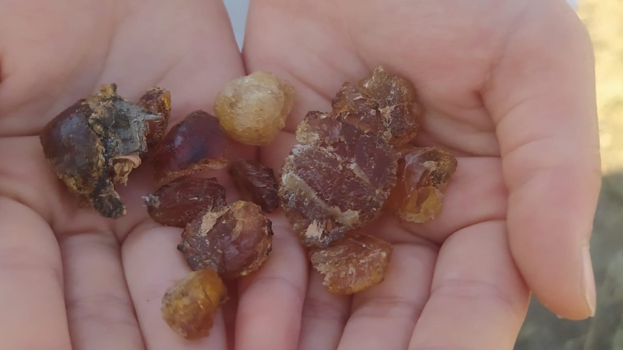 Patnos&#039;ta Çam Sakızına Yeniden İlgi