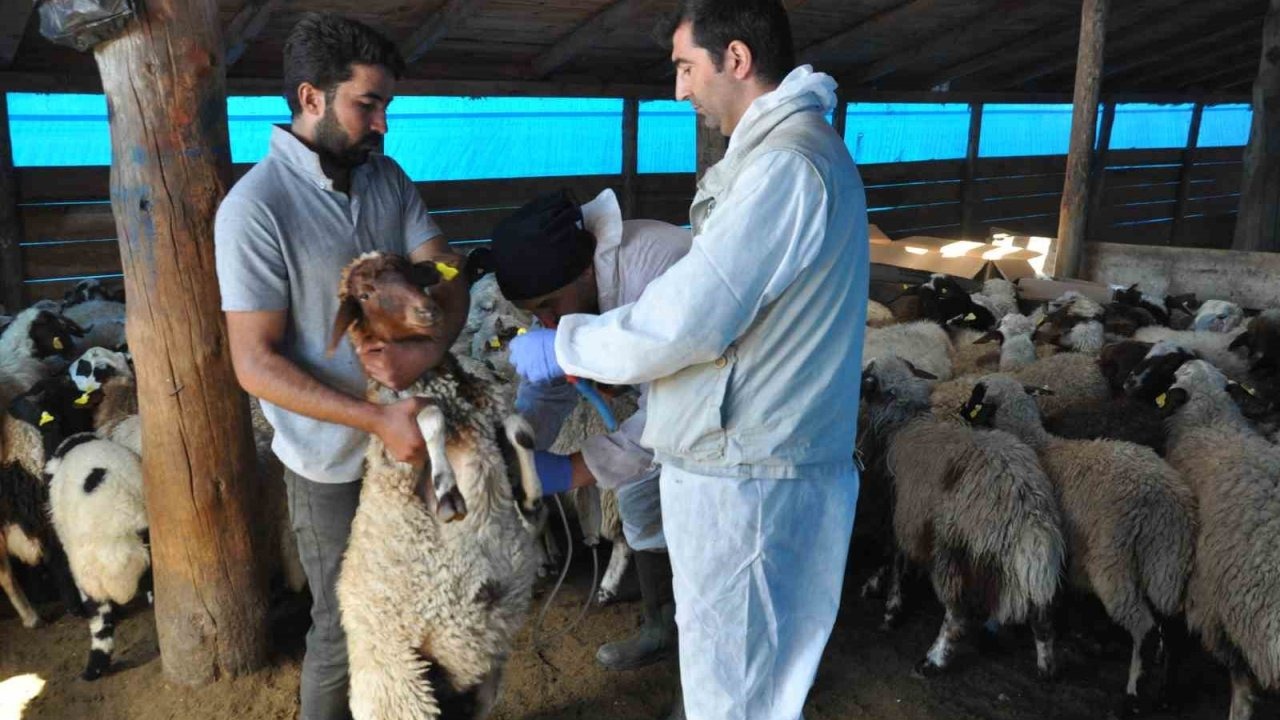 Kars&#039;ta Küçükbaş Hayvanlara Küpeleme ve Aşılama Çalışması