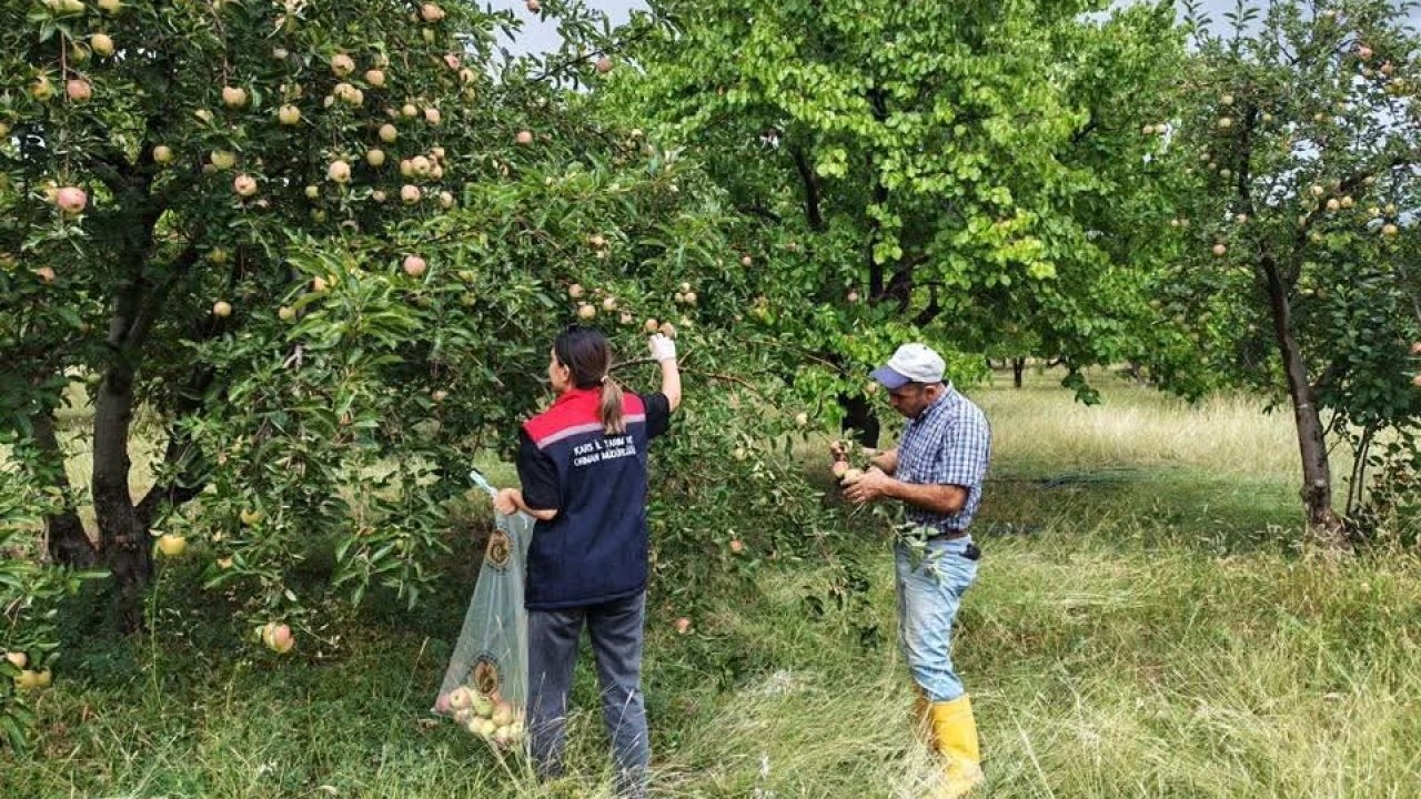 Kağızman Elmasında Pestisit Denetimi Başladı