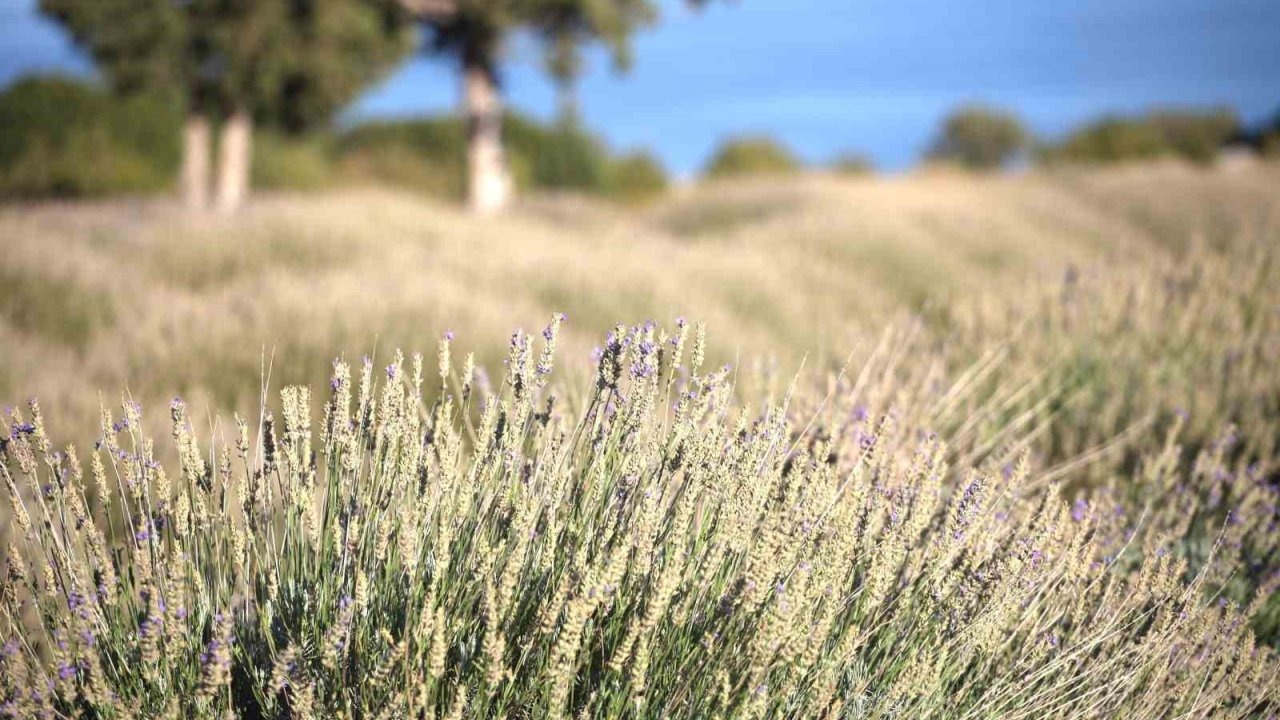 Burdur’da Lavanta Hasadı Sürüyor: Yurt Dışına Yağ İhracatı Başladı