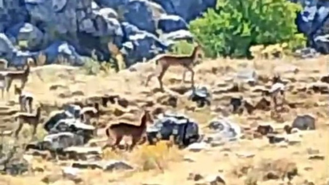 Nesli Tükenme Tehlikesi Altındaki Yaban Keçileri Malatya&#039;da Görüntülendi