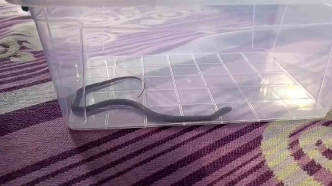 Diyarbakır&#039;da 4. Katta Yılan Paniği: O Anlar Kameraya Yansıdı