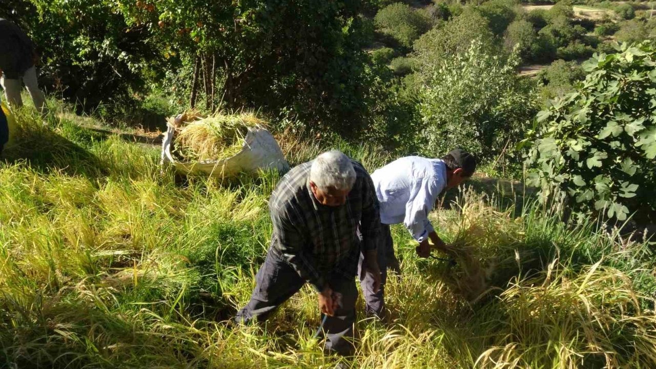 Gercüş’te Asırlık Gelenek: Pirinç Hasadı Bilek Gücüyle Sürüyor