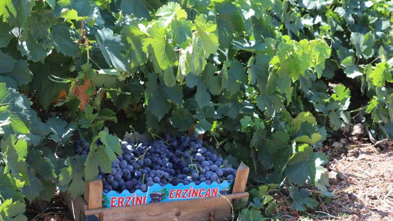 Zirai Don Mağduru Çiftçilere Destek Ödemesi Başladı