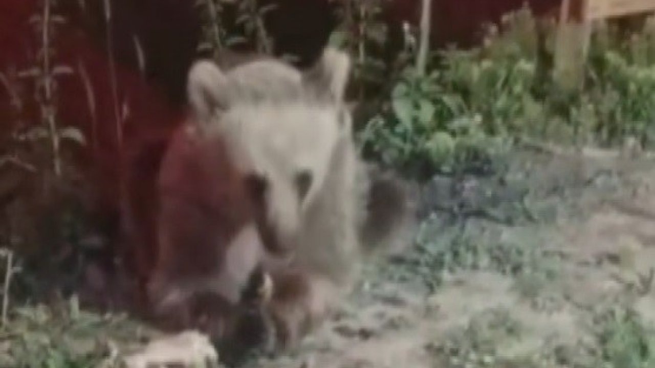 Piknikçilerin Çöpleri, Yaban Hayvanları İçin Tehlike Oluşturuyor