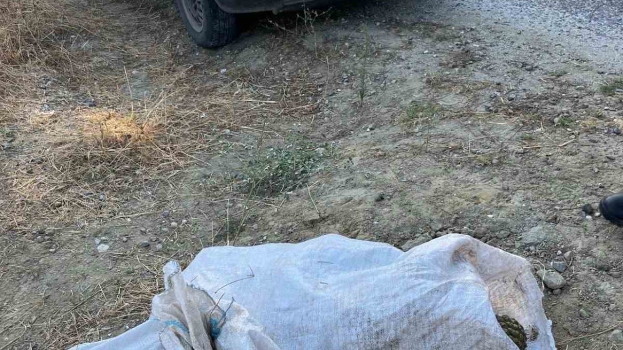 Gördes'te Çam Fıstığı Hırsızları Suçüstü Yakalandı